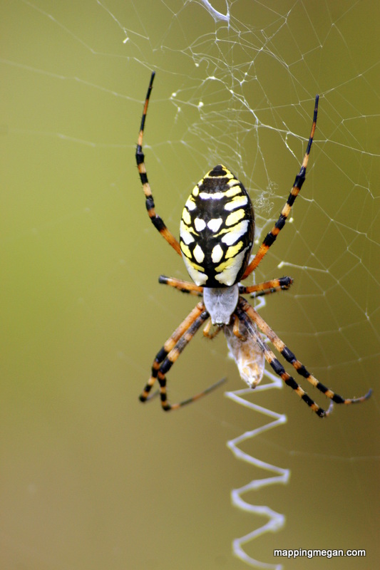 1-90-Yellow-Garden-Orb-Weaver.jpg