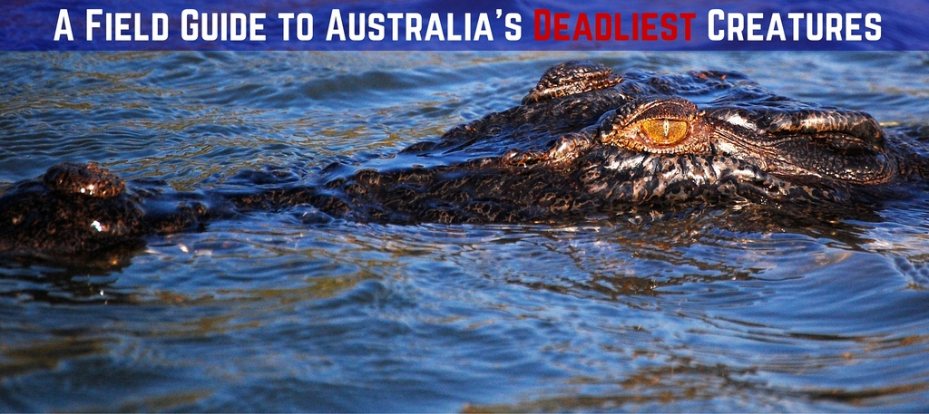 A Field Guide to Australia's Deadliest Creatures - Mapping Megan