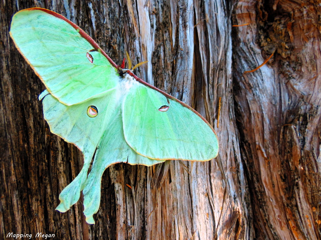 Luna Moth Facts Luna Moth Facts