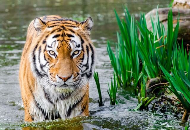 The area’s rich wildlife includes tigers, black bears and elephants.
