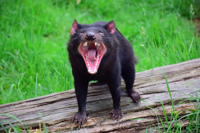 Tasmanian Devil