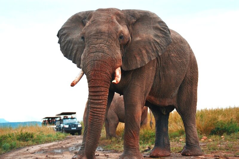 African elephant RF