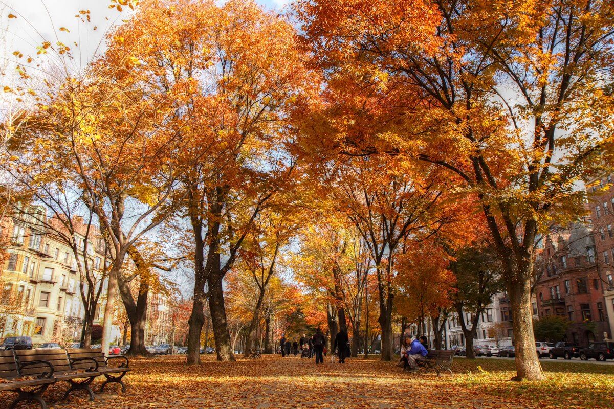 Fall Foliage Boston