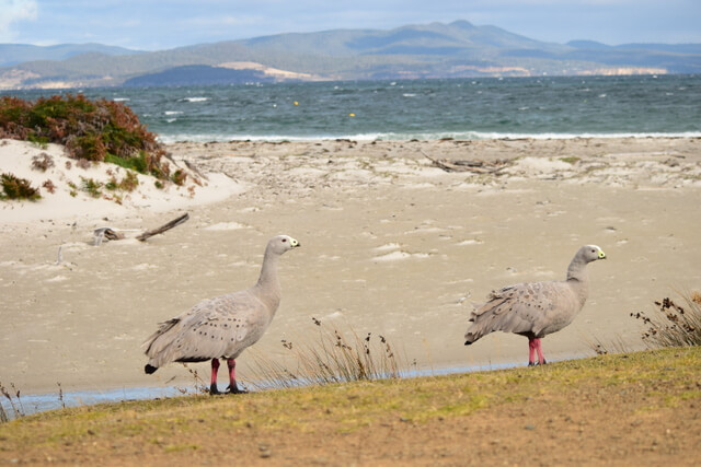 Maria Island Tasmania