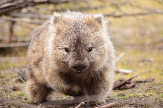 Maria Island Tasmania Wombat