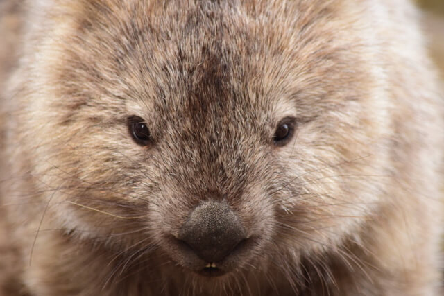 Maria Island Tasmania Wombat