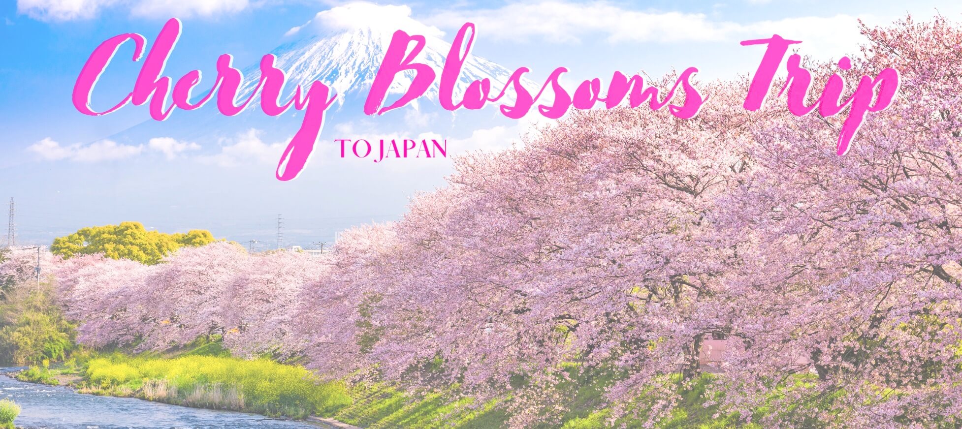 Cherry Blossom Schedule 2025 Davina Bernadina
