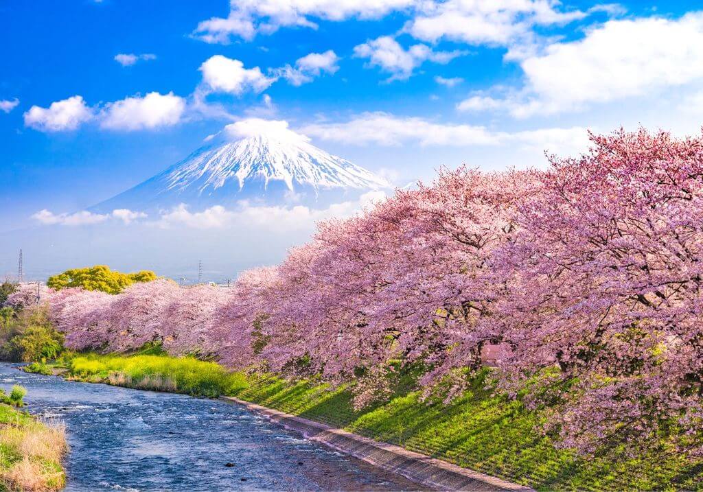 How to Plan a Cherry Blossoms Trip to Japan - Mapping Megan