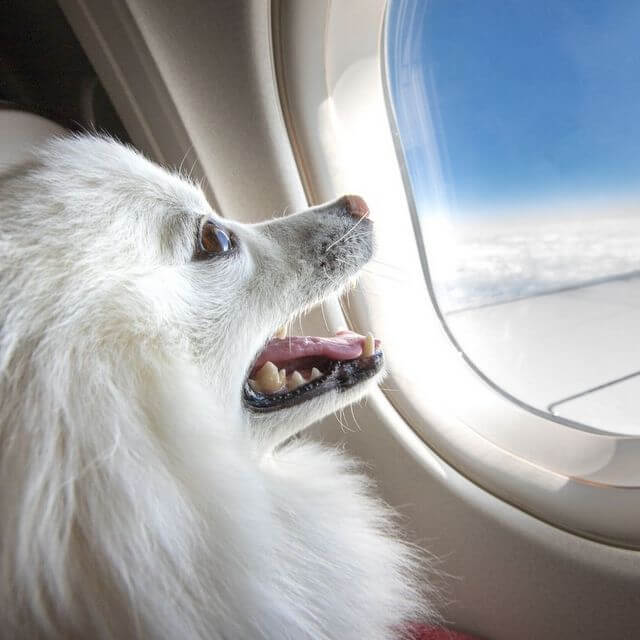 How to Take Your Dog to Europe: A Step-by-Step Guide - Mapping Megan
